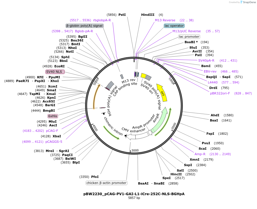 108726-plasmid-map-sequence-id-205007