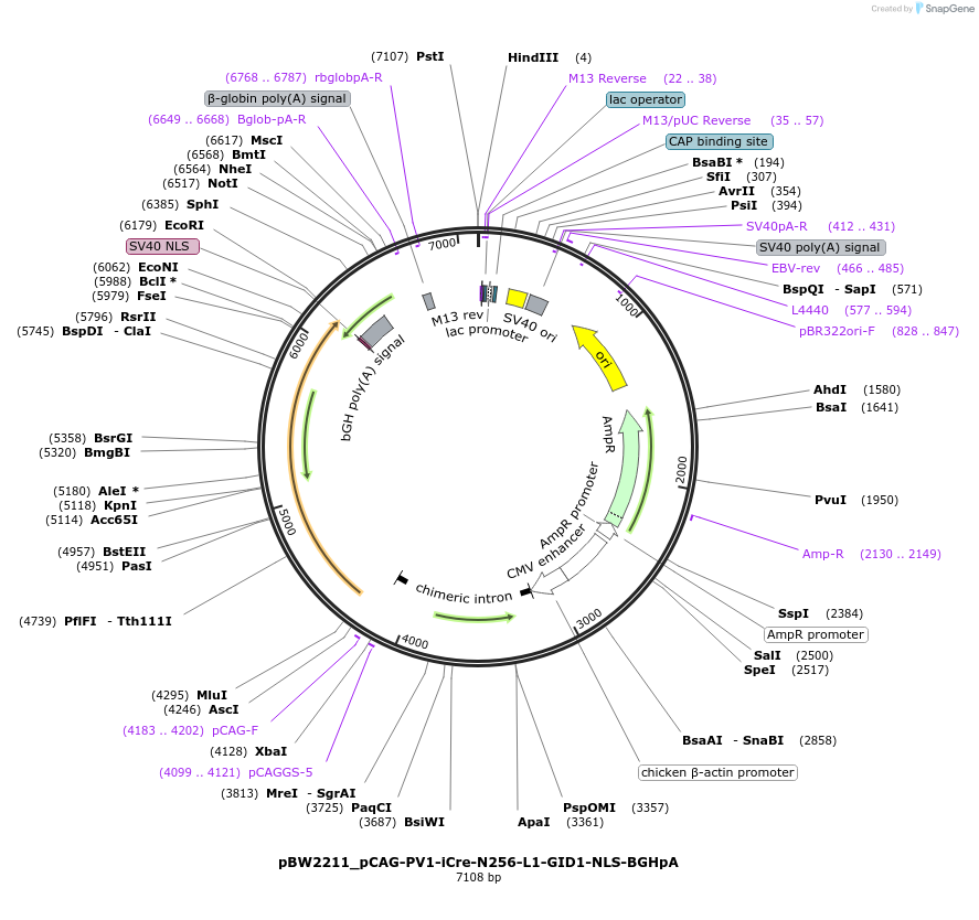 108727-plasmid-map-sequence-id-205008