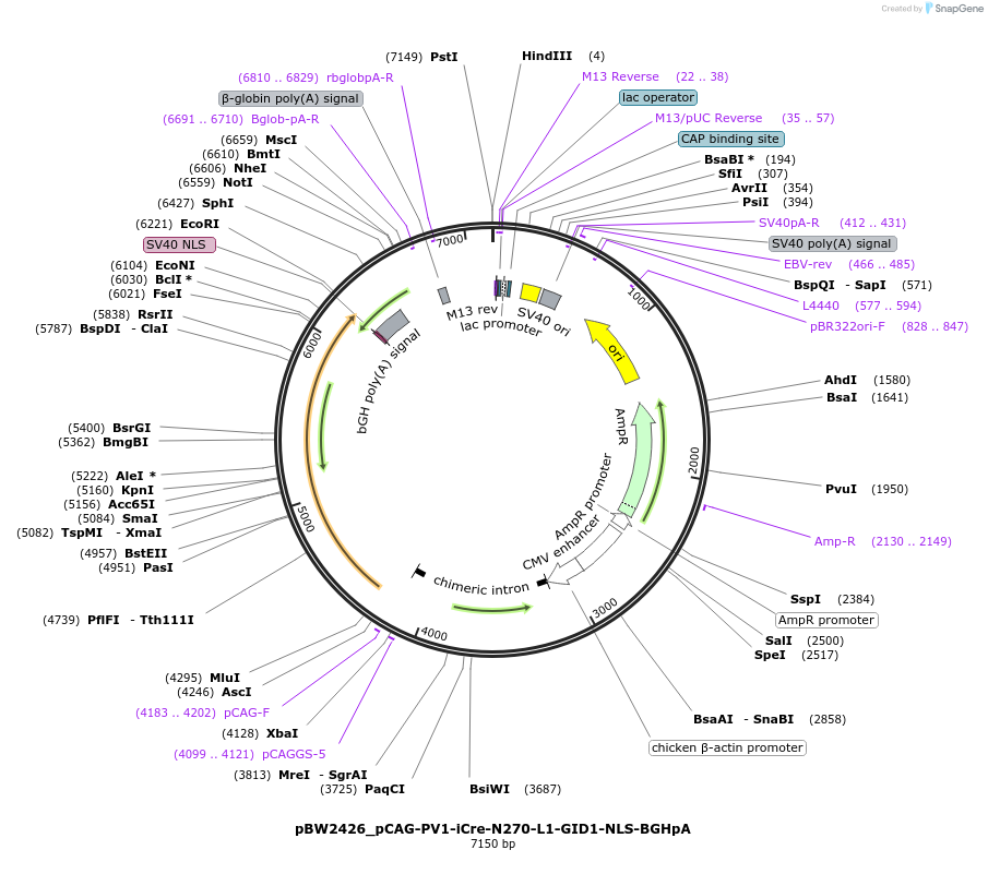 108729-plasmid-map-sequence-id-205010