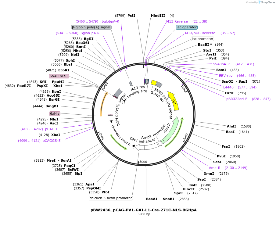 108730-plasmid-map-sequence-id-205011