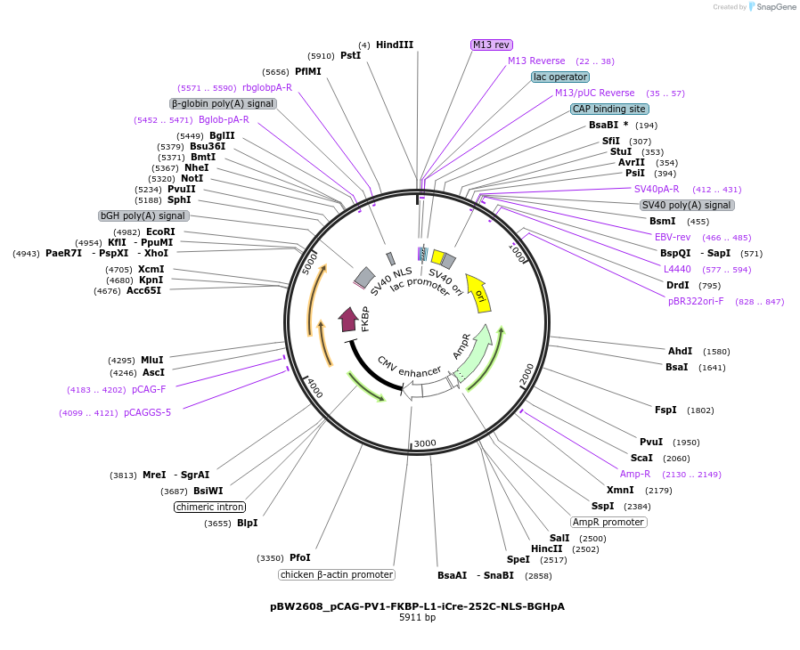 108734-plasmid-map-sequence-id-205015