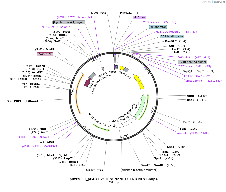108737-plasmid-map-sequence-id-205018