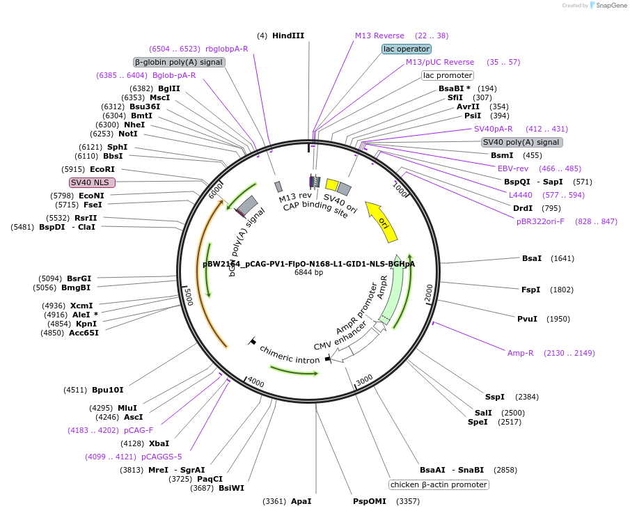 108749-plasmid-map-sequence-id-205030
