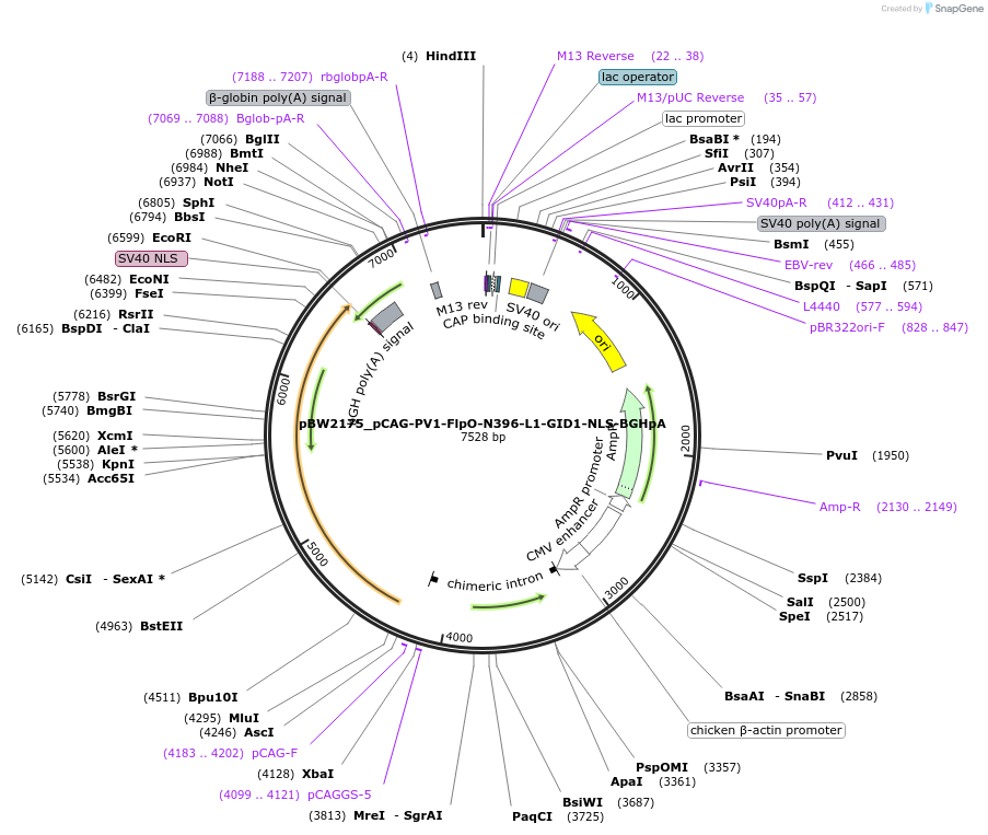 108753-plasmid-map-sequence-id-205034