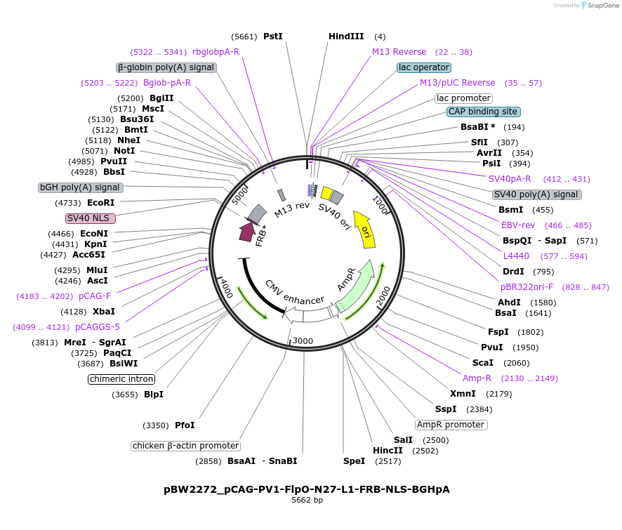 108755-plasmid-map-sequence-id-205036