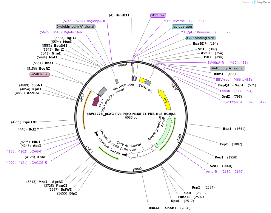 108757-plasmid-map-sequence-id-205038