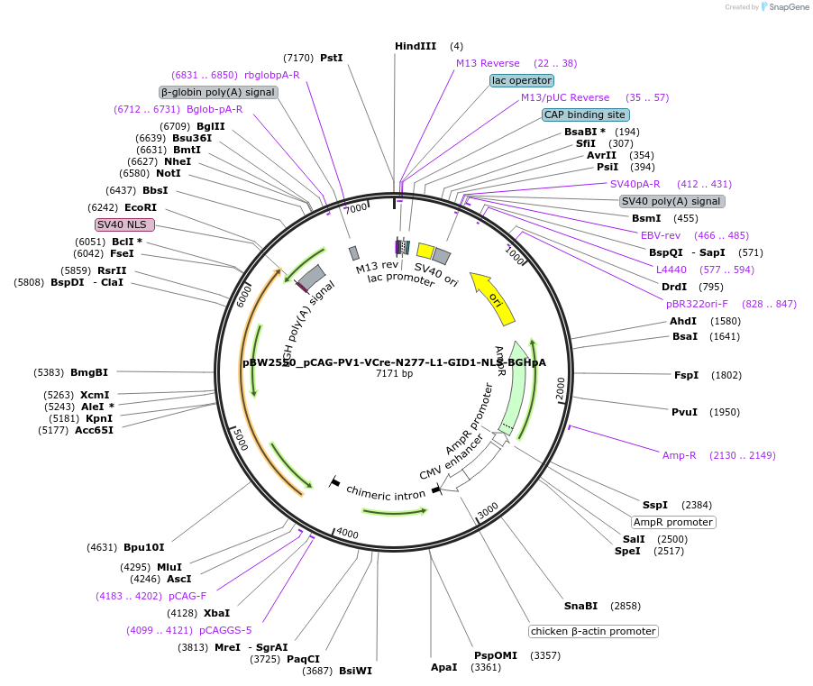 108775-plasmid-map-sequence-id-205056