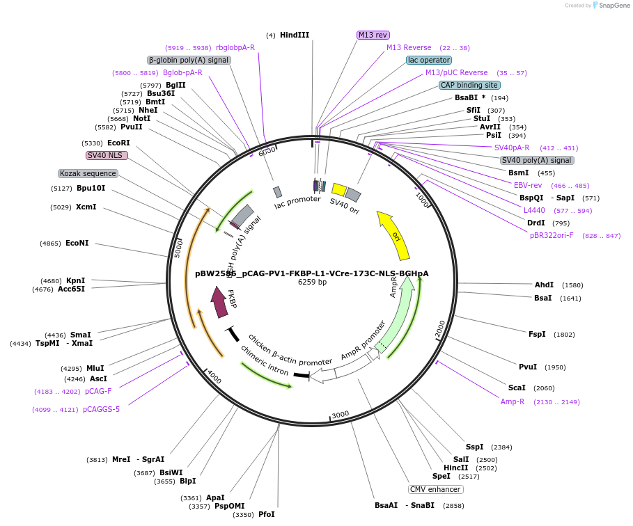 108778-plasmid-map-sequence-id-205059