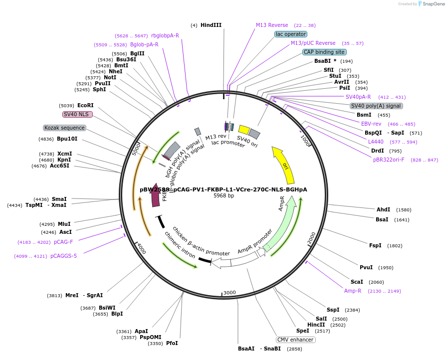 108780-plasmid-map-sequence-id-205061
