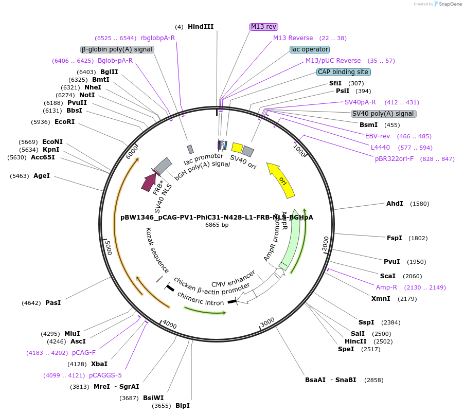 108793-plasmid-map-sequence-id-205074
