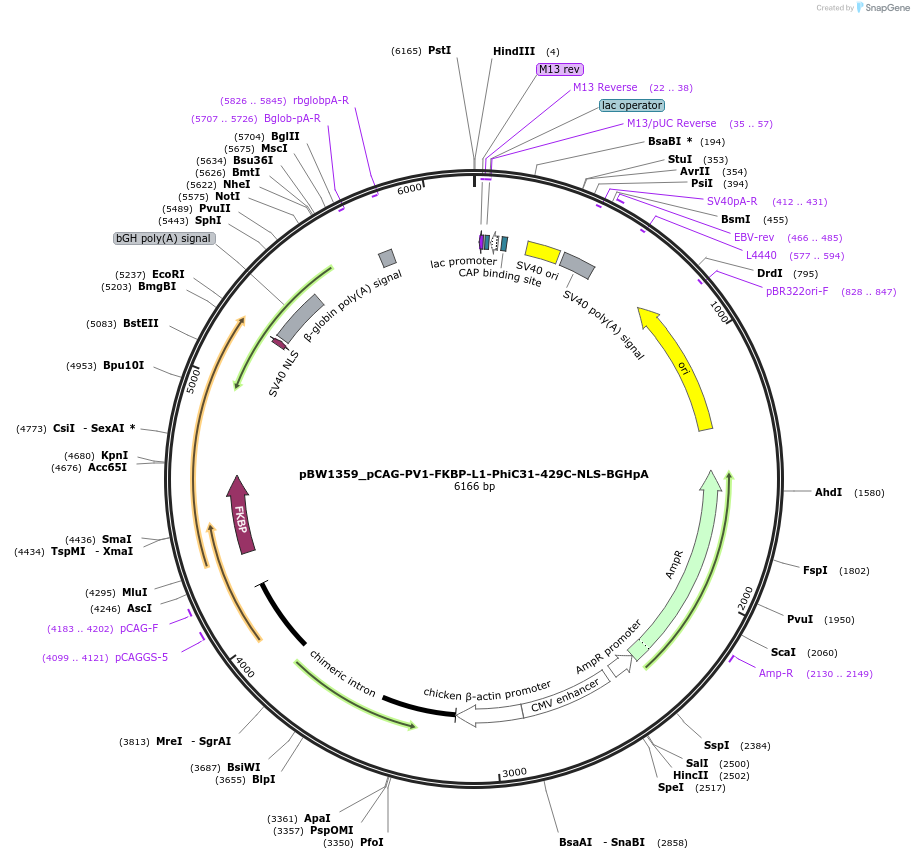 108794-plasmid-map-sequence-id-205075