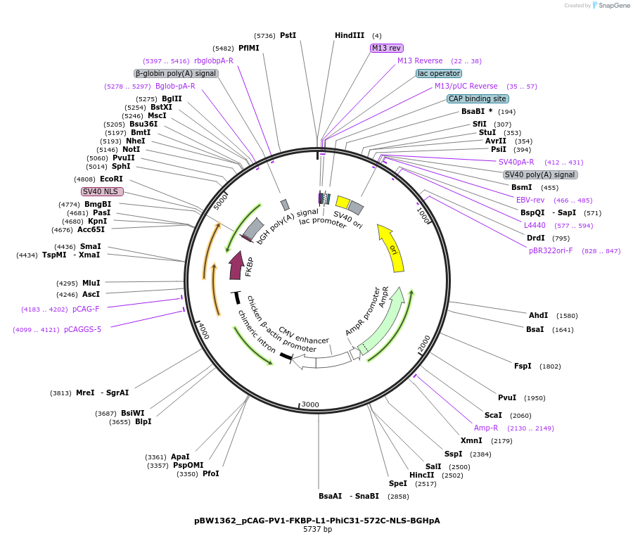 108796-plasmid-map-sequence-id-205077