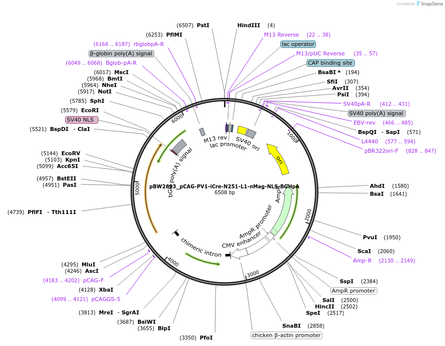 108819-plasmid-map-sequence-id-205100