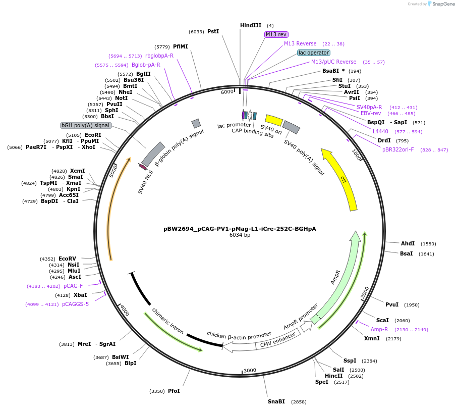 108820-plasmid-map-sequence-id-205101