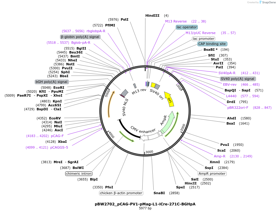 108824-plasmid-map-sequence-id-205105
