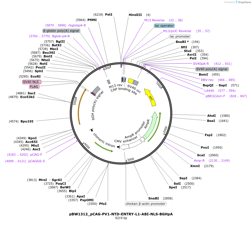 108840-plasmid-map-sequence-id-205121