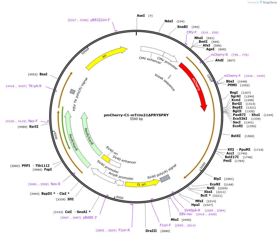 105518-plasmid-map-sequence-id-205136