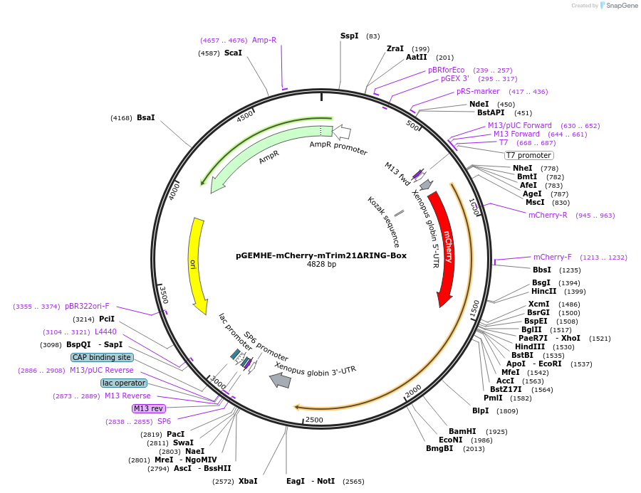 105523-plasmid-map-sequence-id-205142