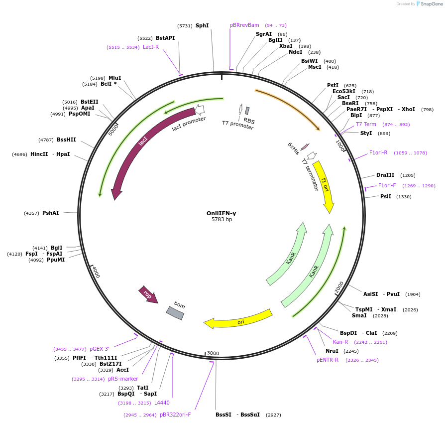 107287-plasmid-map-sequence-id-205155