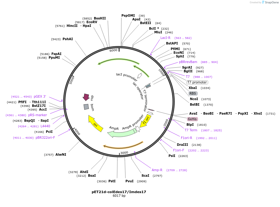 107125-plasmid-map-sequence-id-205179