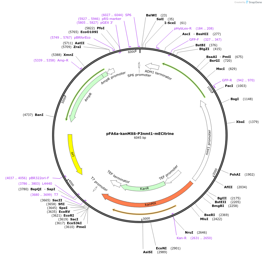 105151-plasmid-map-sequence-id-205212