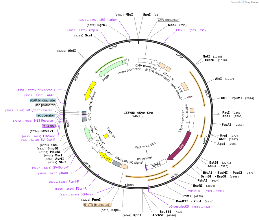 104124-plasmid-map-sequence-id-205260