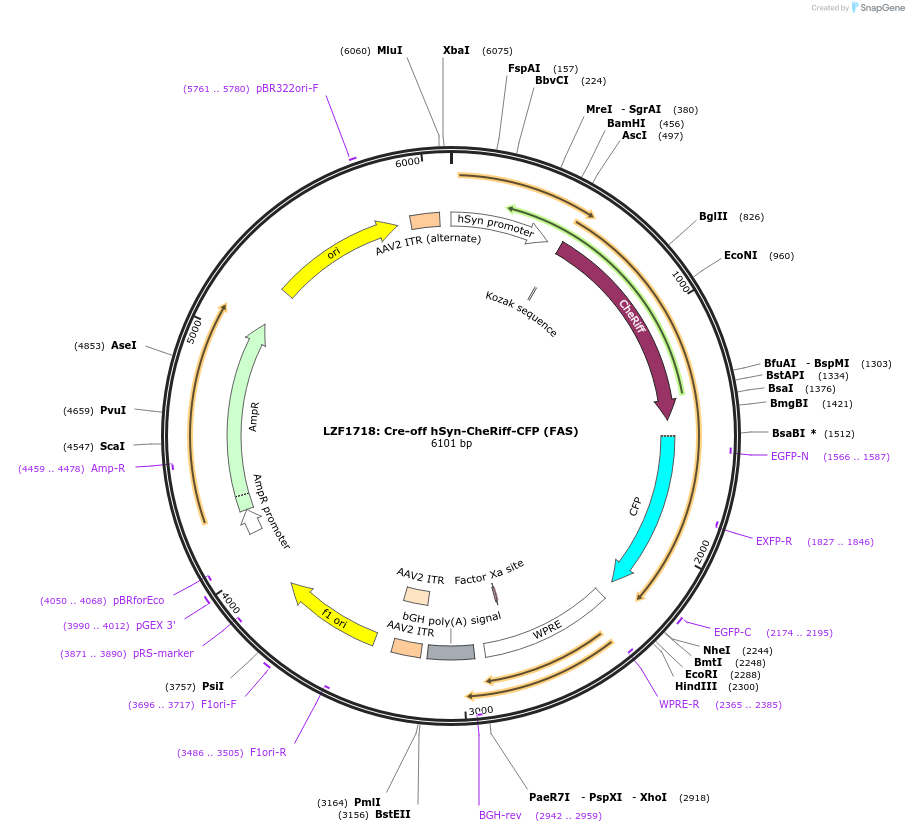 104119-plasmid-map-sequence-id-205266