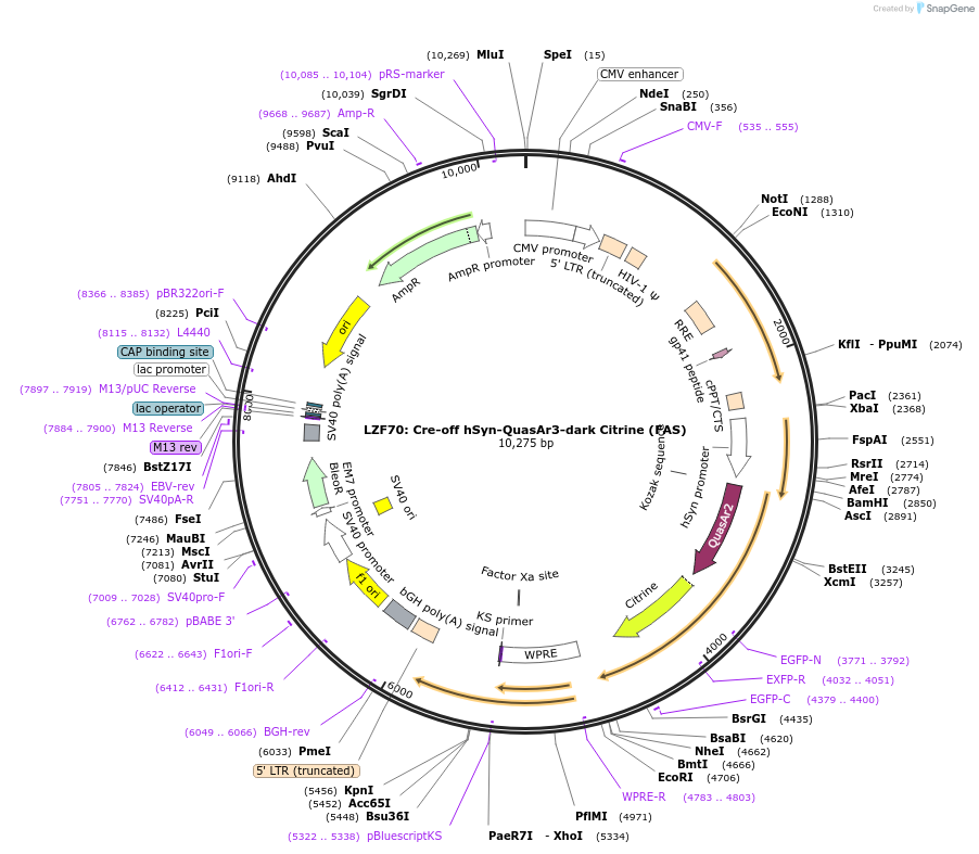 104117-plasmid-map-sequence-id-205267