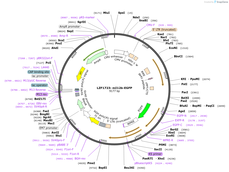 104123-plasmid-map-sequence-id-205269