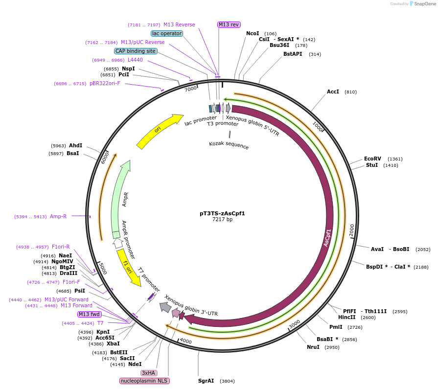 107185-plasmid-map-sequence-id-205270