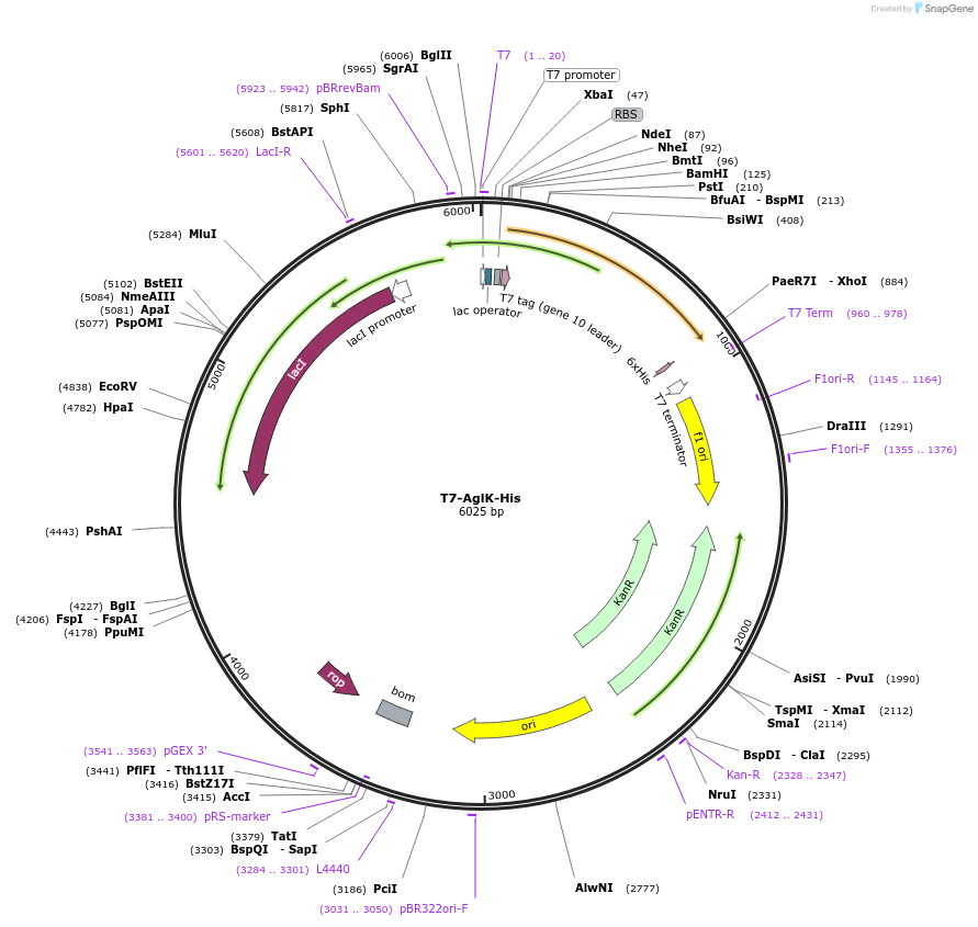 89714-plasmid-map-sequence-id-205273