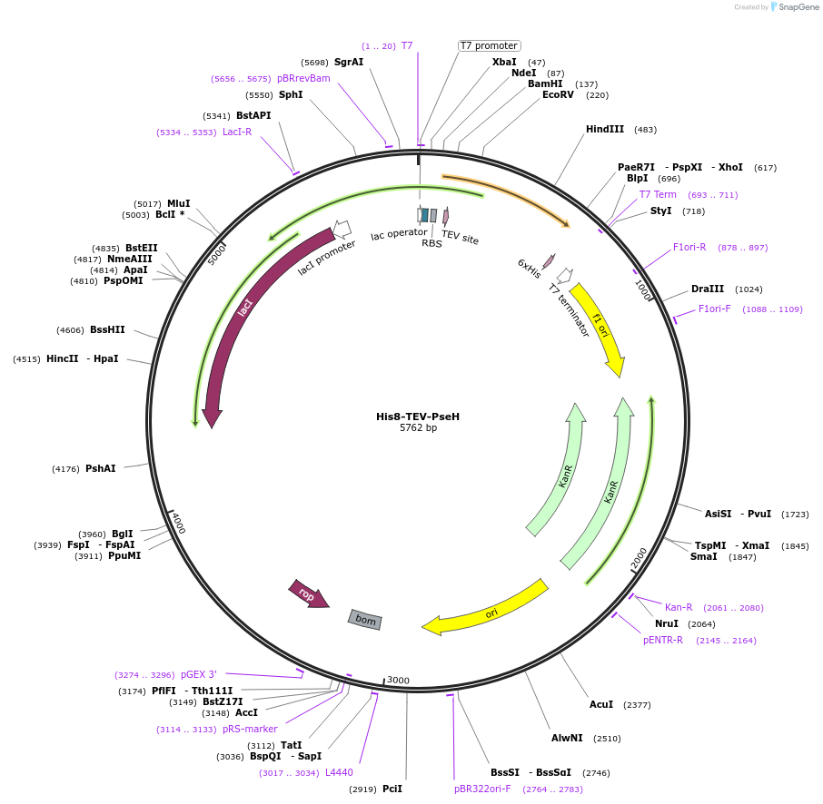 89725-plasmid-map-sequence-id-205276