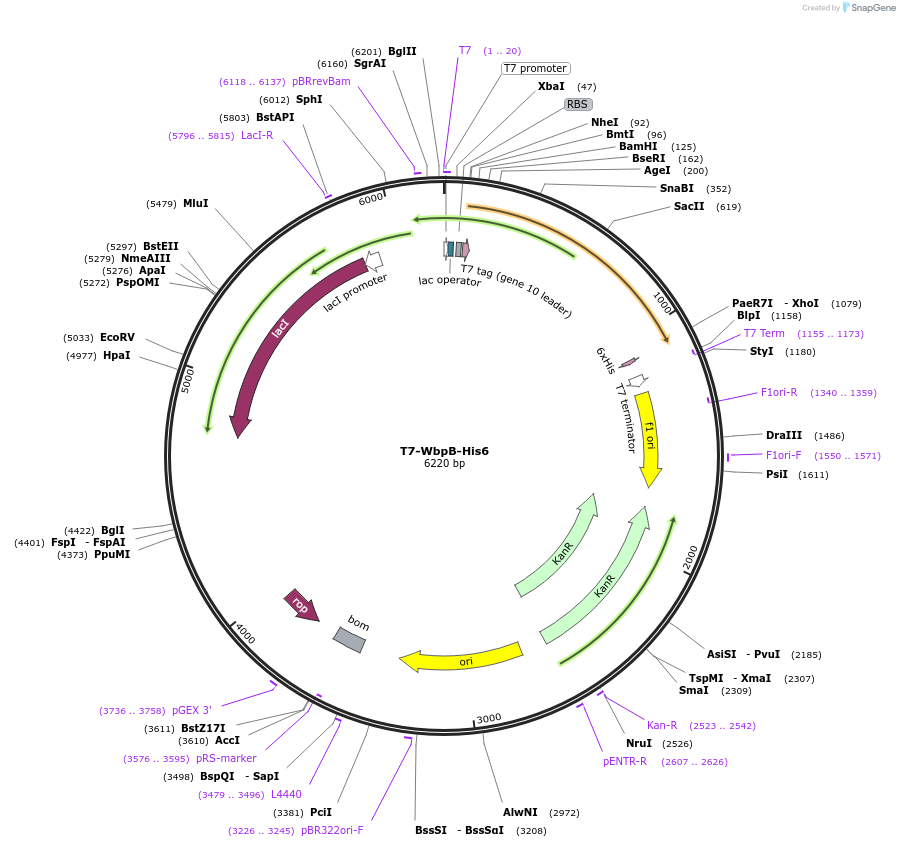 89711-plasmid-map-sequence-id-205285