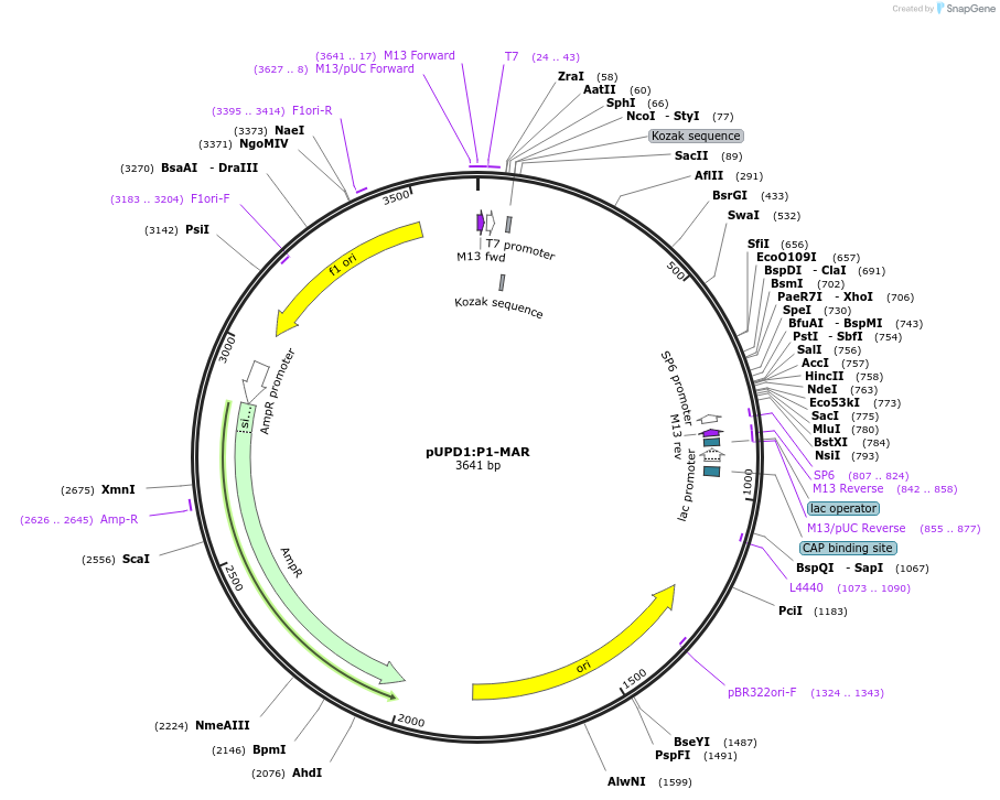 106213-plasmid-map-sequence-id-205289