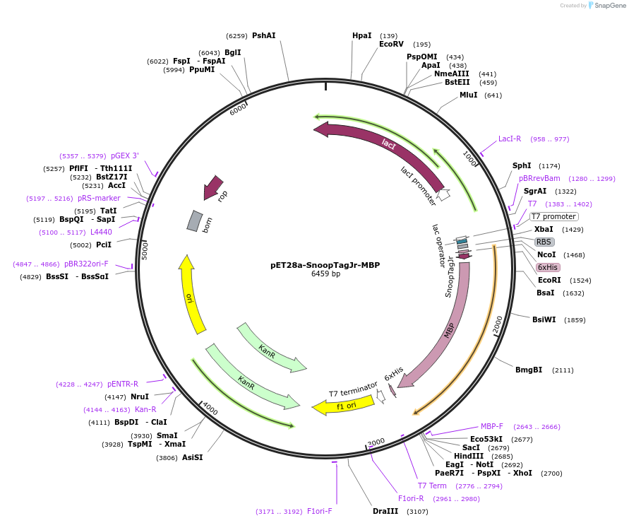 105628-plasmid-map-sequence-id-205297