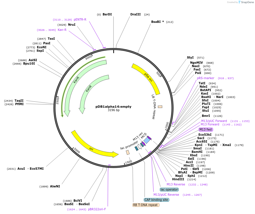 106210-plasmid-map-sequence-id-205301