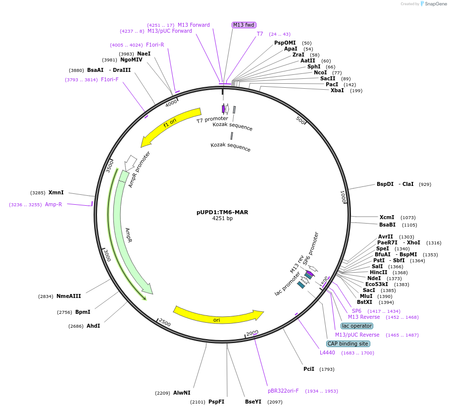106215-plasmid-map-sequence-id-205306
