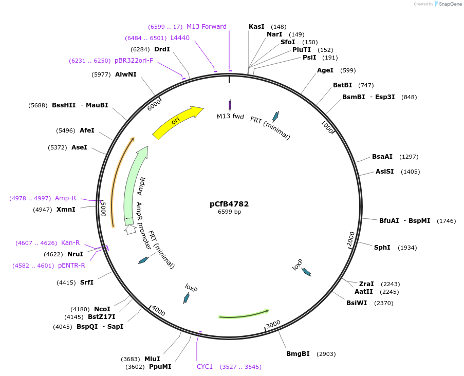 106141-plasmid-map-sequence-id-205315