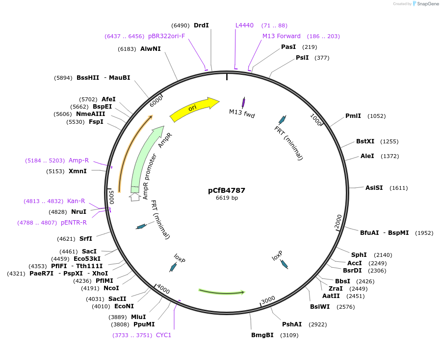 106147-plasmid-map-sequence-id-205318