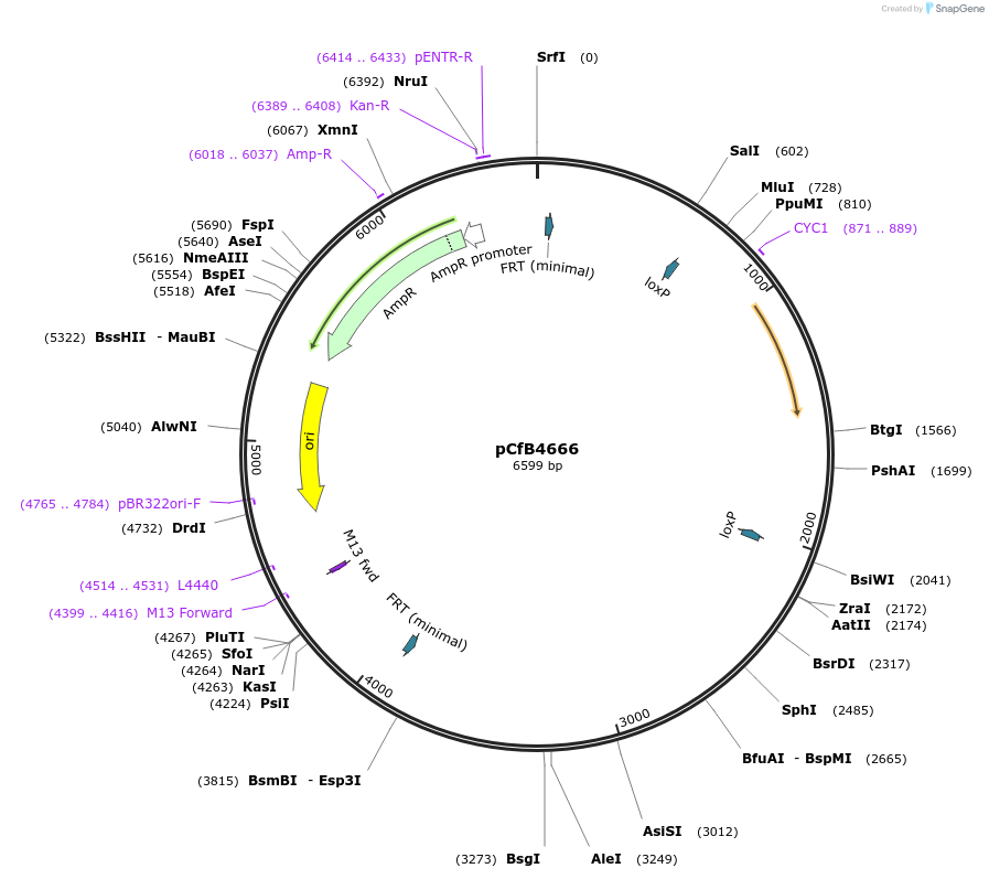 106144-plasmid-map-sequence-id-205319