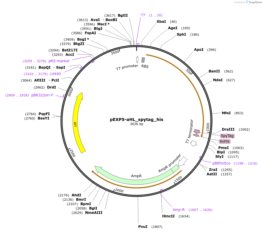 107334-plasmid-map-sequence-id-205343