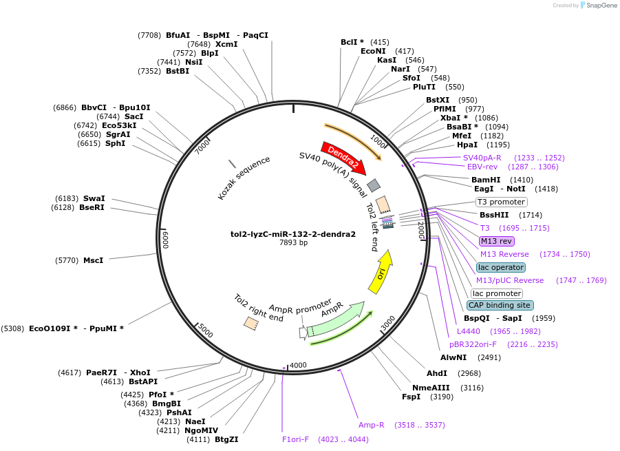 105439-plasmid-map-sequence-id-205352