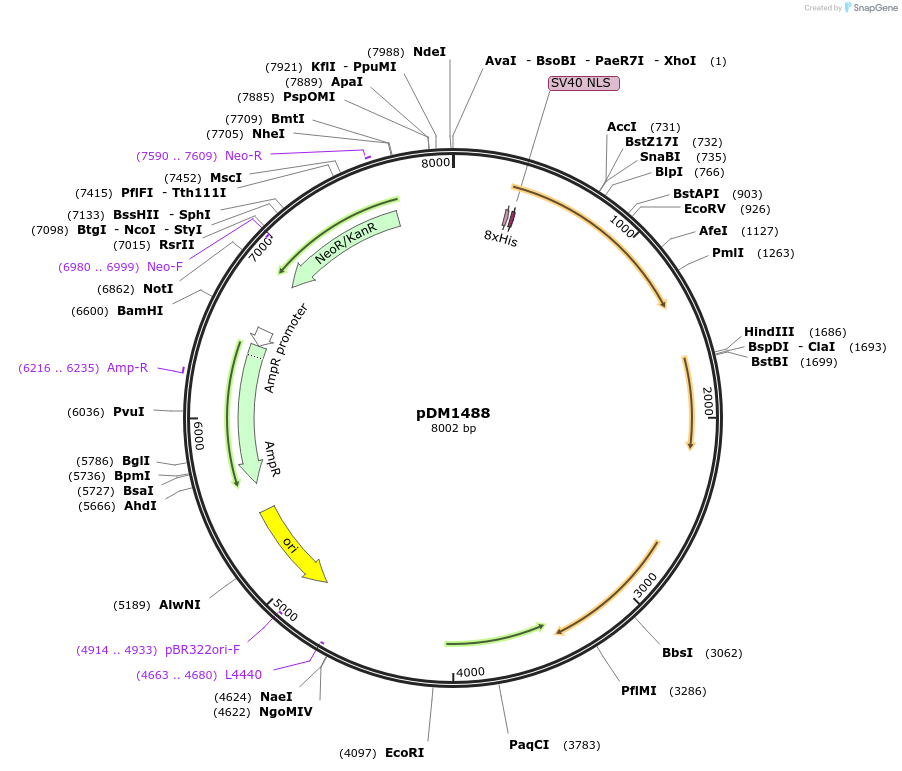 108995-plasmid-map-sequence-id-205375