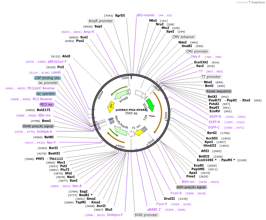 106920-plasmid-map-sequence-id-205454