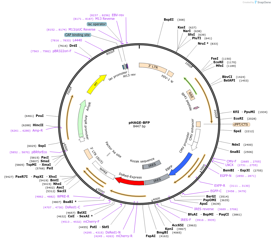 106282-plasmid-map-sequence-id-205458