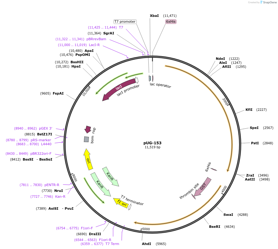104637-plasmid-map-sequence-id-205463