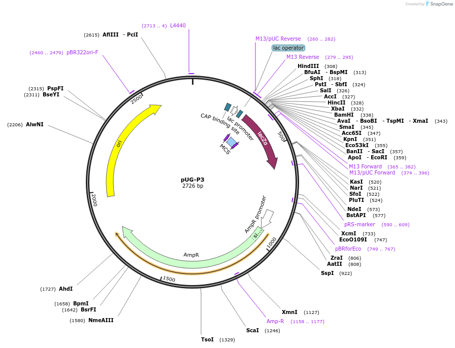 104645-plasmid-map-sequence-id-205467