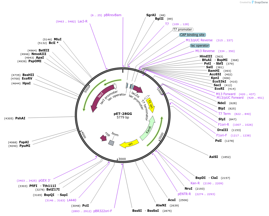 104655-plasmid-map-sequence-id-205469