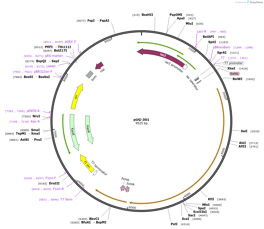 104730-plasmid-map-sequence-id-205476