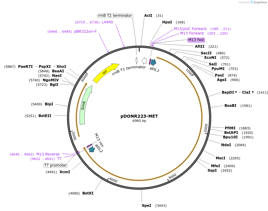 23889-plasmid-map-sequence-id-205487